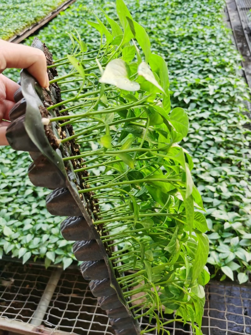杭椒苗砀椒苗根系发达易成活商品性好