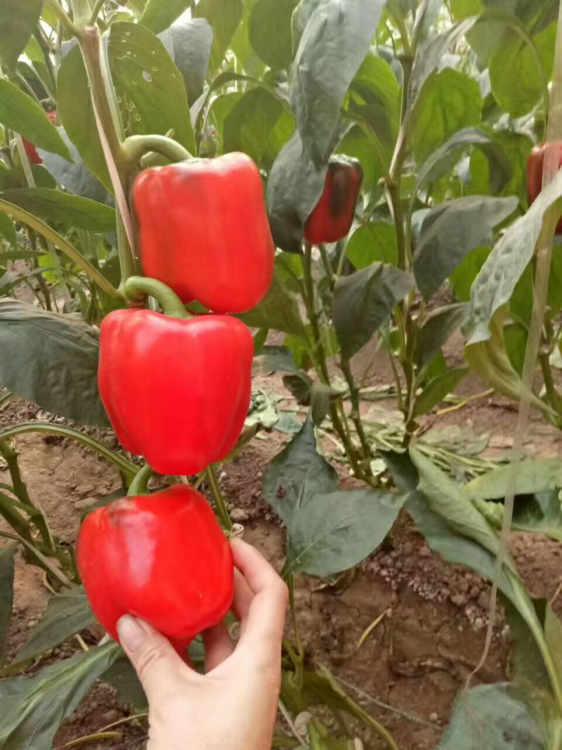 越冬圆椒苗甜椒苗五彩辣椒苗菜椒苗果肉厚产量高