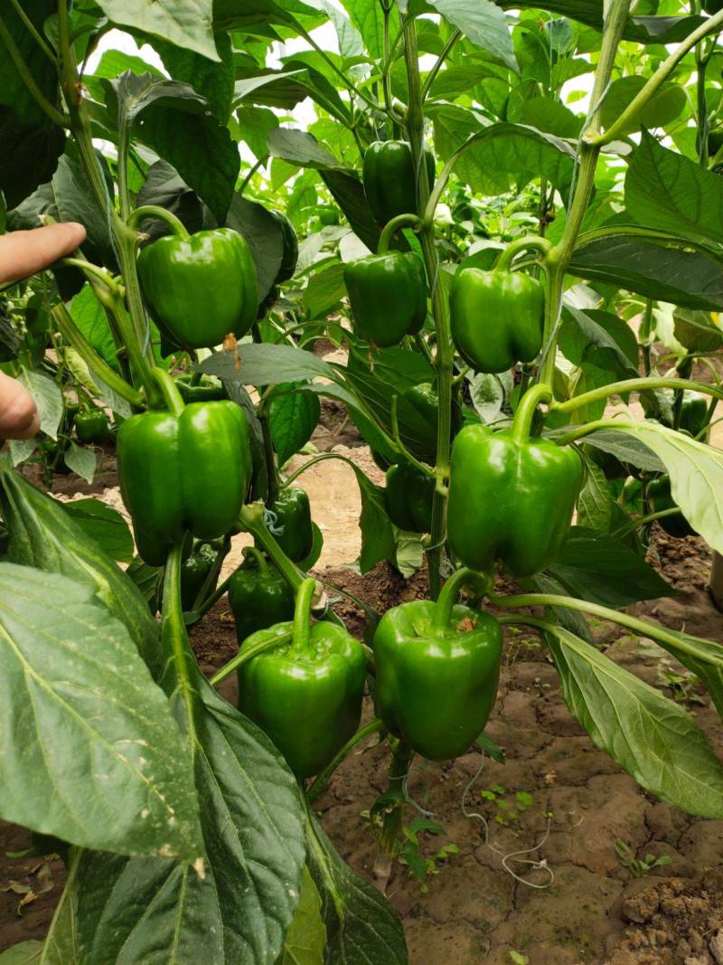 越冬圆椒苗甜椒苗五彩辣椒苗菜椒苗果肉厚产量高