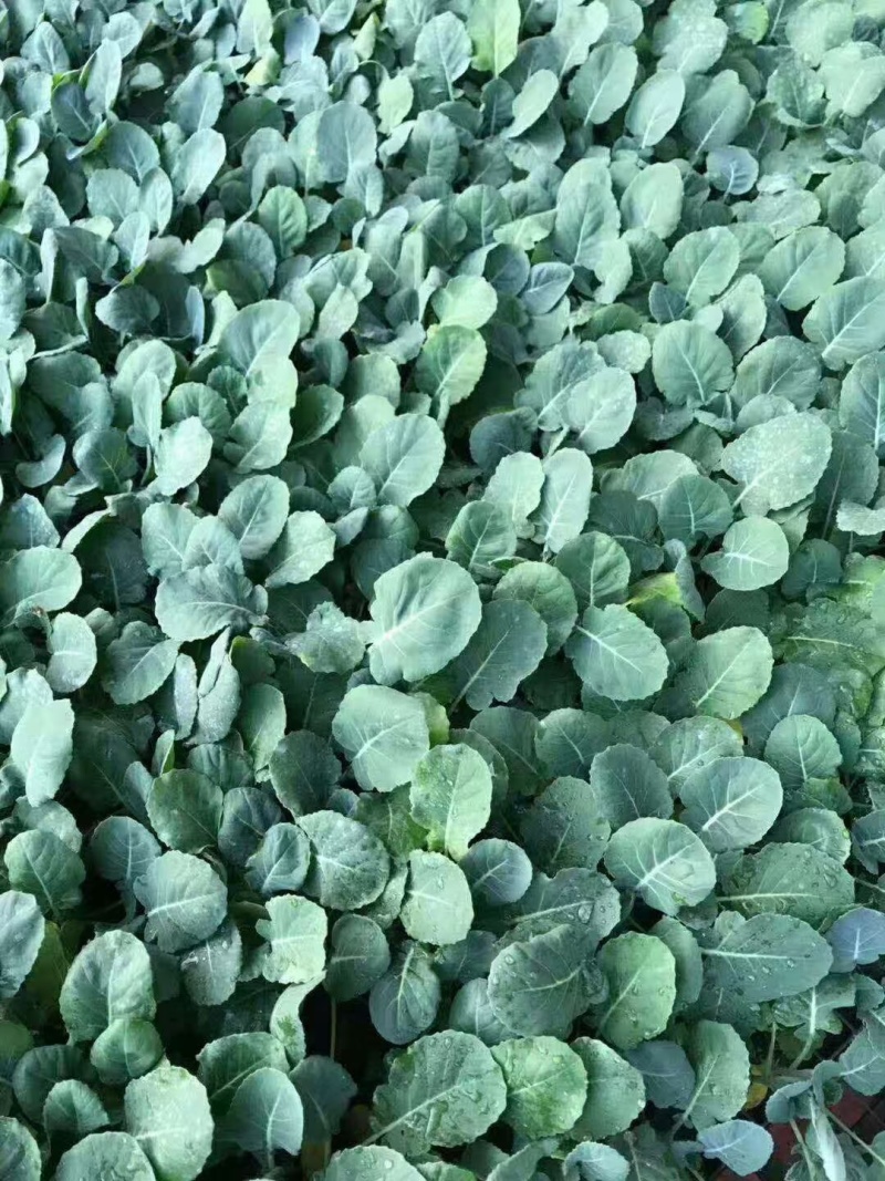 西蓝花苗寒秀炎秀西兰花苗耐热耐寒西兰花苗