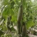 羊角蜜甜瓜苗口感脆甜度高早中熟品种早春甜瓜苗