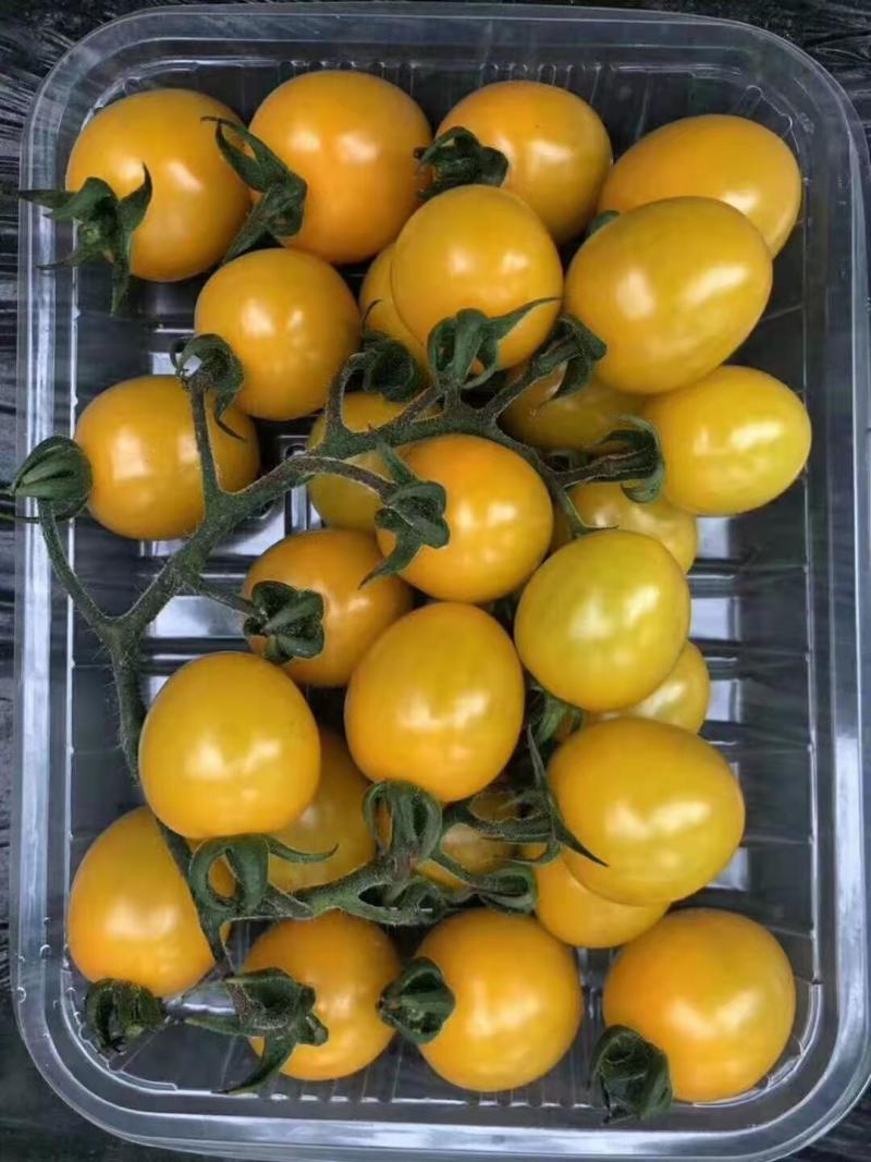 黄色小西红柿苗越冬小番茄苗抗病性好商品性好