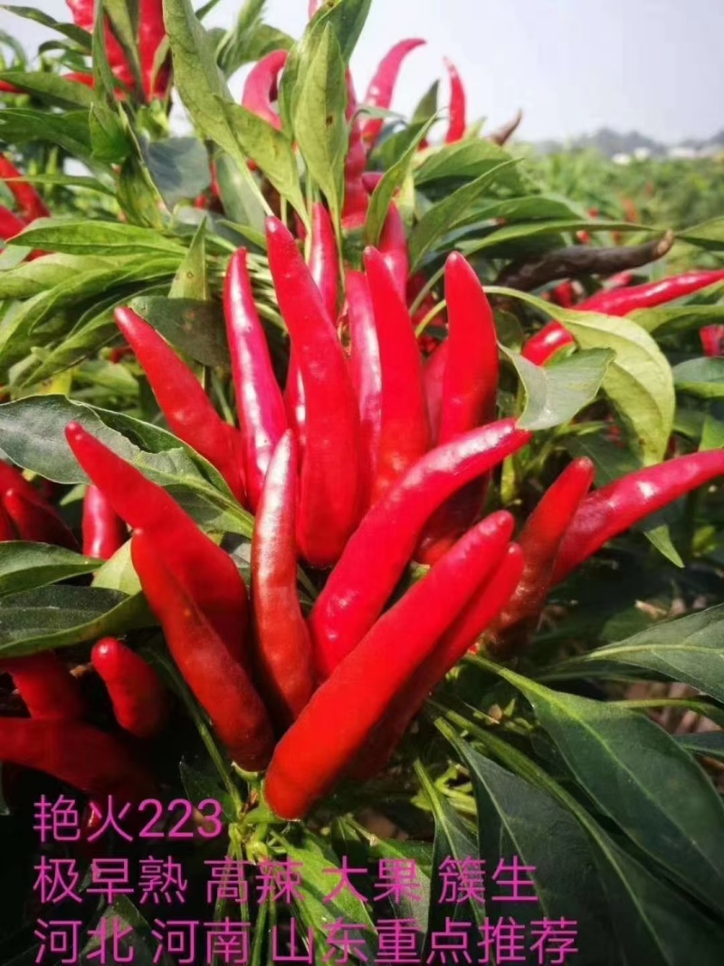 越冬朝天椒苗指天椒苗艳红朝天椒苗抗病早熟高产