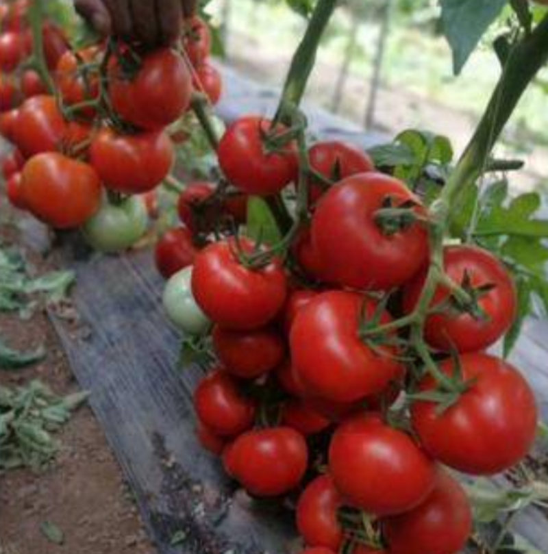 大红西红柿苗红果番茄苗抗病性好易成活根系发达