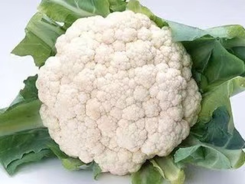 松花菜苗花椰菜苗青梗松花菜苗65天70天80天菜花苗