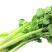 芹菜苗法国皇后四季芹菜苗无传染病芹菜苗培育基地厂家