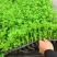 芹菜苗法国皇后四季芹菜苗无传染病芹菜苗培育基地厂家