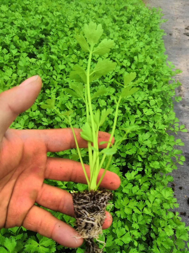芹菜苗法国皇后四季芹菜苗无传染病芹菜苗培育基地厂家