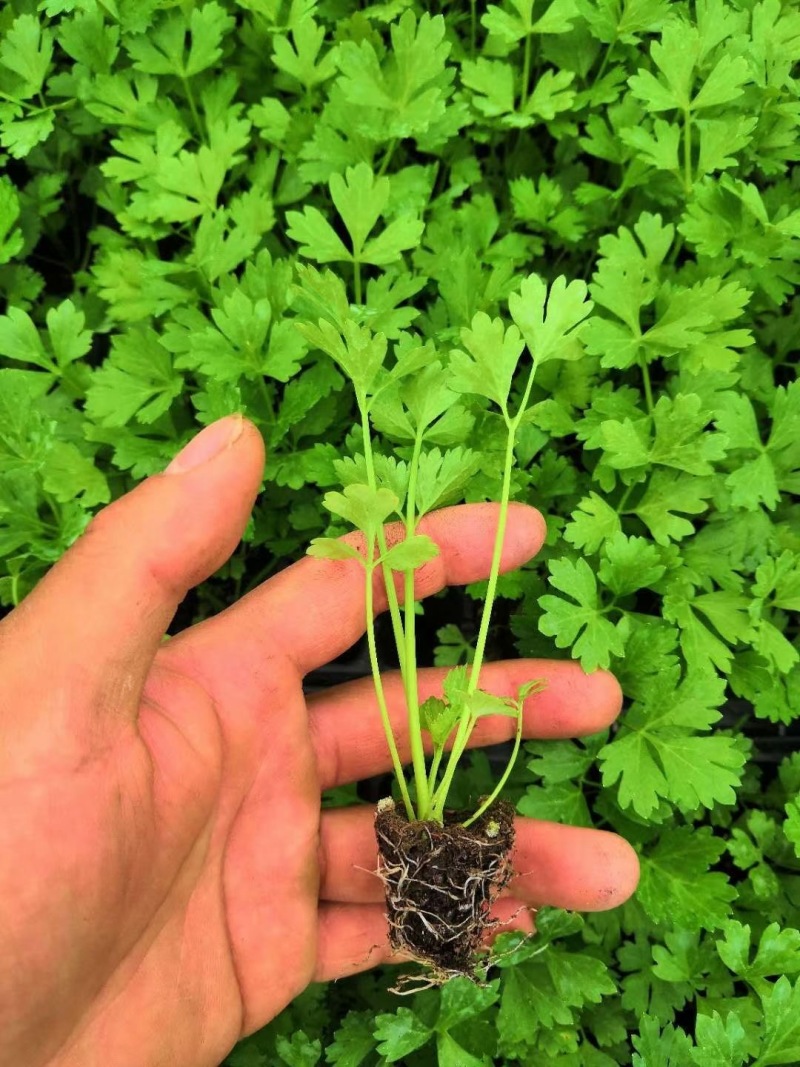 芹菜苗法国皇后四季芹菜苗无传染病芹菜苗培育基地厂家