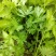 芹菜苗法国皇后四季芹菜苗无传染病芹菜苗培育基地厂家