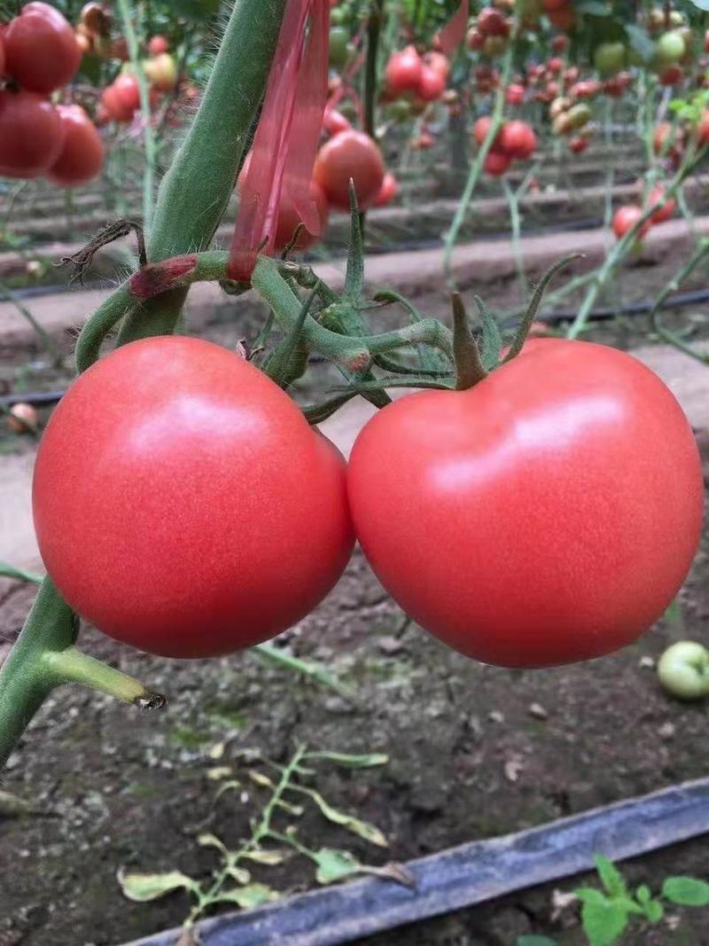 毛粉番茄苗番茄苗代育口感番茄苗番茄嫁接苗番茄育苗