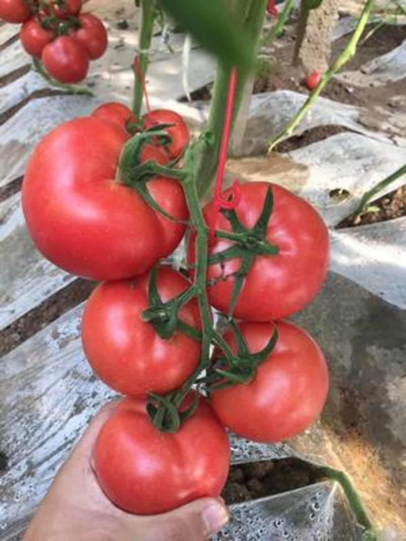 毛粉番茄苗番茄苗代育口感番茄苗番茄嫁接苗番茄育苗