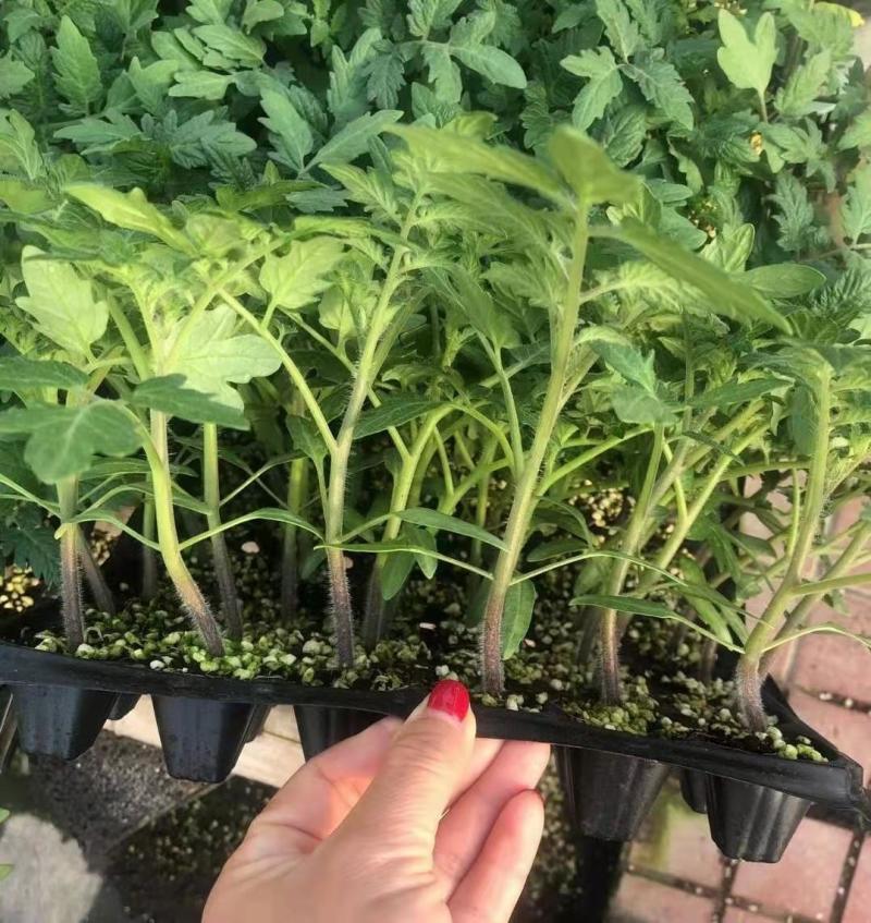 毛粉番茄苗番茄苗代育口感番茄苗番茄嫁接苗番茄育苗