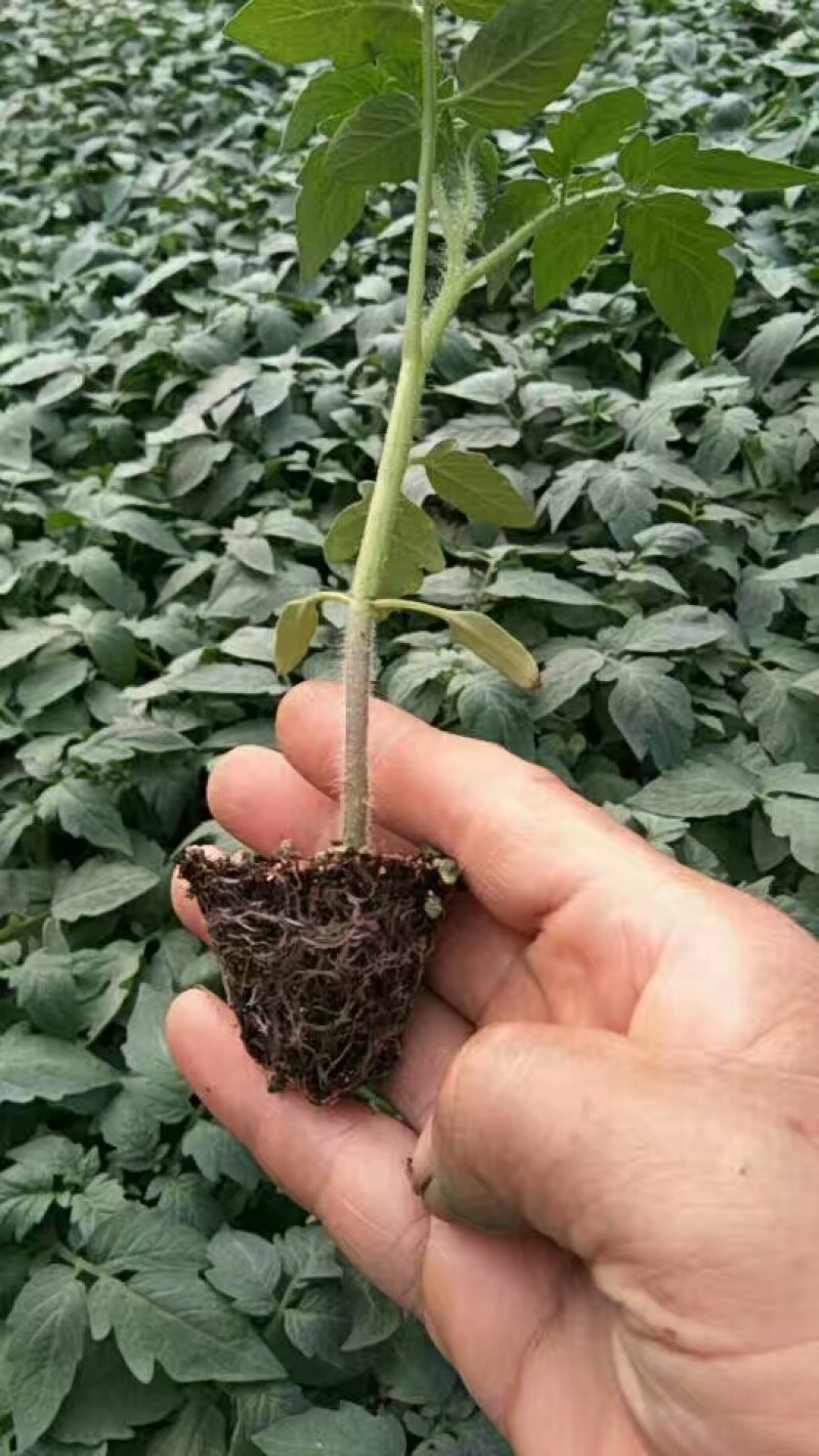 毛粉番茄苗番茄苗代育口感番茄苗番茄嫁接苗番茄育苗