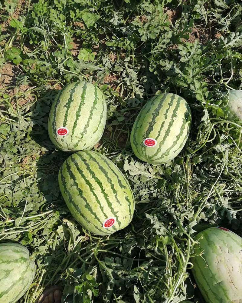 嫁接西瓜苗大瓜西瓜苗西农八号金城五号甜度高