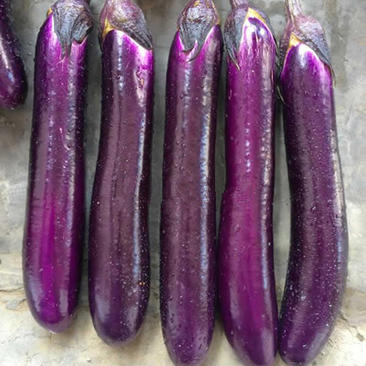 紫红长茄种苗烧烤茄子苗嫁接长茄种苗代育紫黑长茄子苗