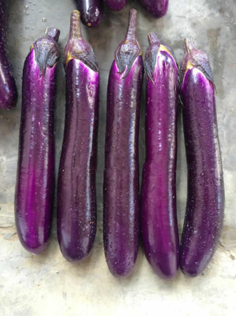 紫红长茄种苗烧烤茄子苗嫁接长茄种苗代育紫黑长茄子苗