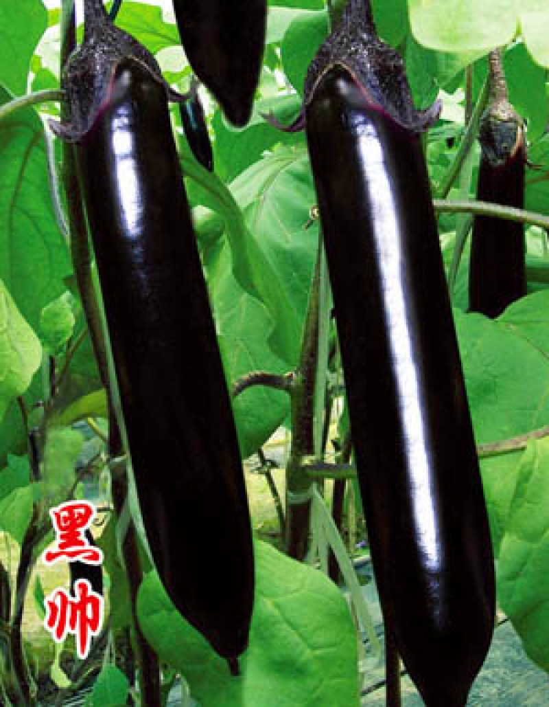 紫红长茄种苗烧烤茄子苗嫁接长茄种苗代育紫黑长茄子苗