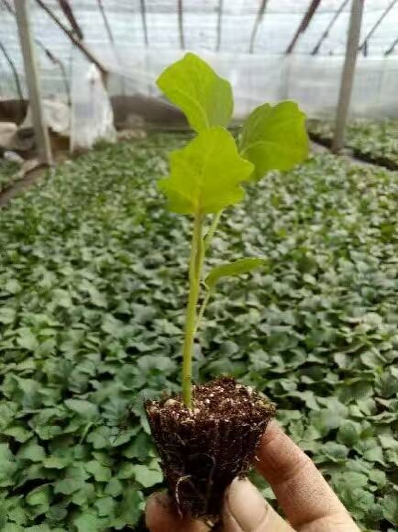 紫红长茄种苗烧烤茄子苗嫁接长茄种苗代育紫黑长茄子苗