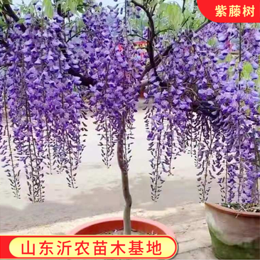 紫藤树苗保证成活率耐寒花期长爬藤易成活