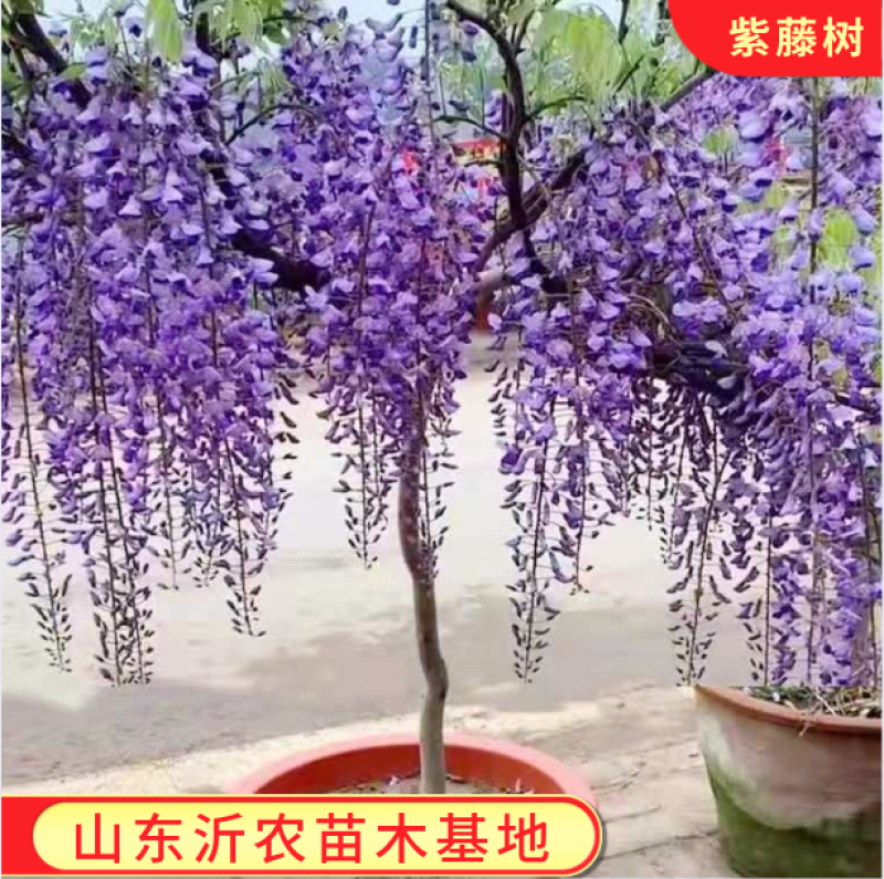 紫藤树苗保证成活率耐寒花期长爬藤易成活