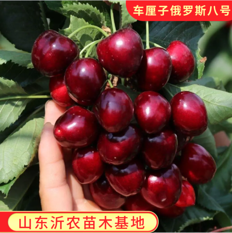 车厘子樱桃苗俄罗斯八号樱桃苗果大丰产品种纯正