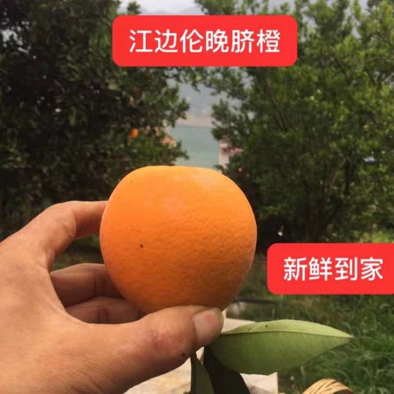 伦晚脐橙，橙子，酸甜可口，货源充足，优质货源