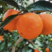 湖北伦晚脐橙，口感纯甜，水分充足，产地一手货源，全国发货