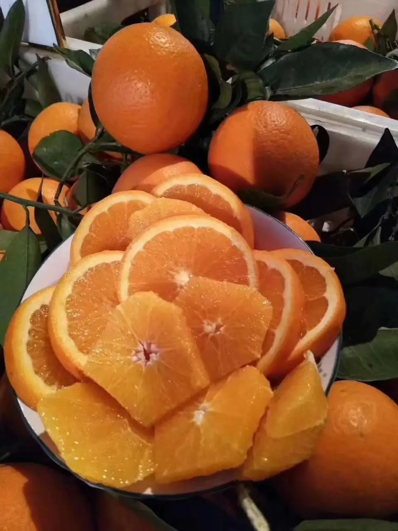 湖北伦晚脐橙，口感纯甜，水分充足，产地一手货源，全国发货