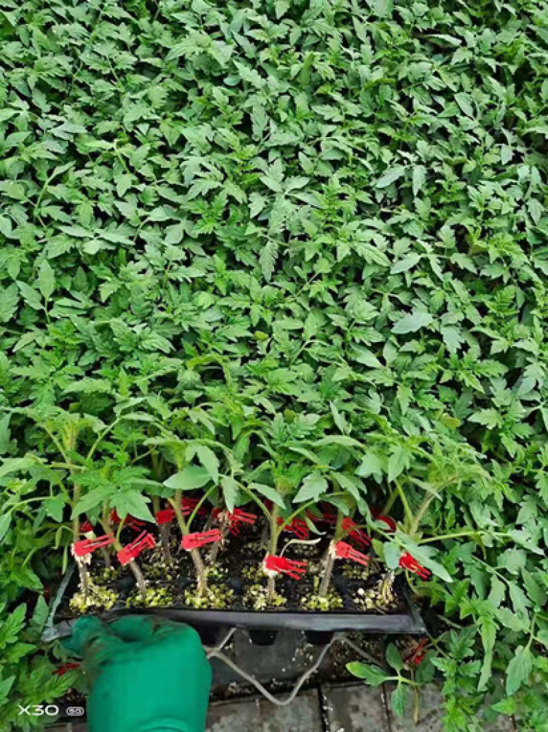 大粉西红柿苗早春粉果西红柿苗抗病毒番茄苗高产品种推荐