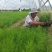 【荐】半年采收粗大芽多高产芦笋苗盛丰一代芦笋苗