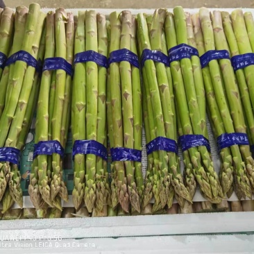 【荐】半年采收粗大芽多高产芦笋苗盛丰一代芦笋苗
