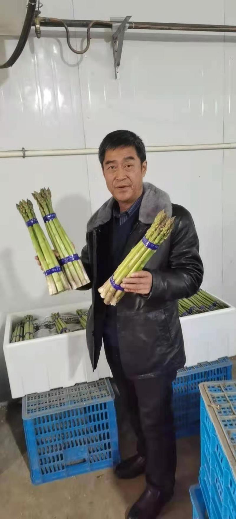 【荐】半年采收粗大芽多高产芦笋苗盛丰一代芦笋苗
