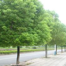 香樟树种子香樟种子绿化苗木种子道路绿化长绿乔木