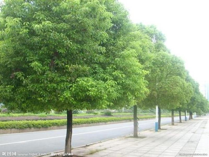 香樟树种子香樟种子绿化苗木种子道路绿化长绿乔木
