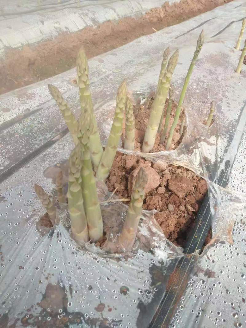 【荐】芦笋苗半年可采收的新品种盛丰f1包成活死苗补发