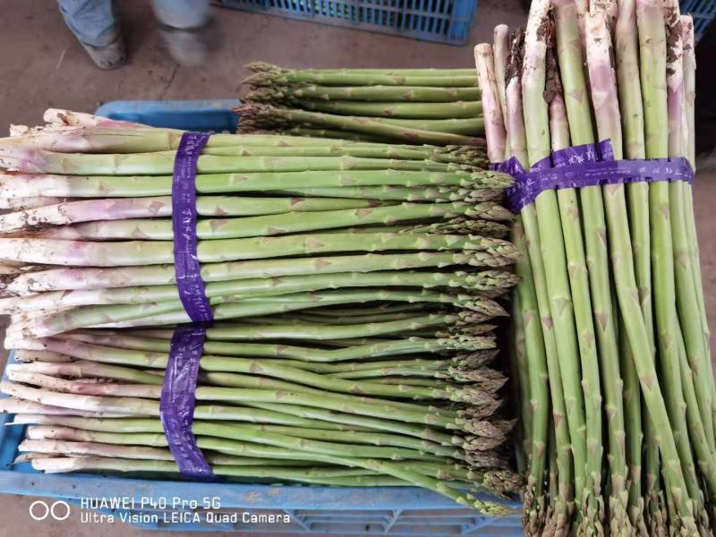 【荐】芦笋苗半年可采收的新品种盛丰f1包成活死苗补发
