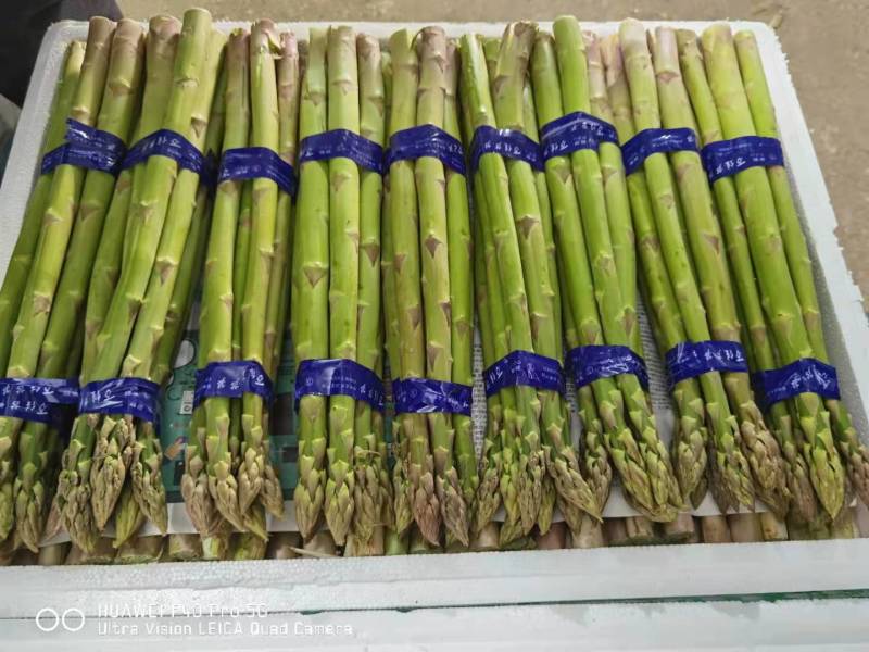 【荐】芦笋苗半年可采收的新品种盛丰f1包成活死苗补发