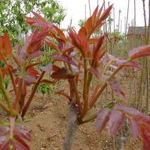 香椿种子红油香椿种子香椿树种子香椿芽苗菜种子去边净子