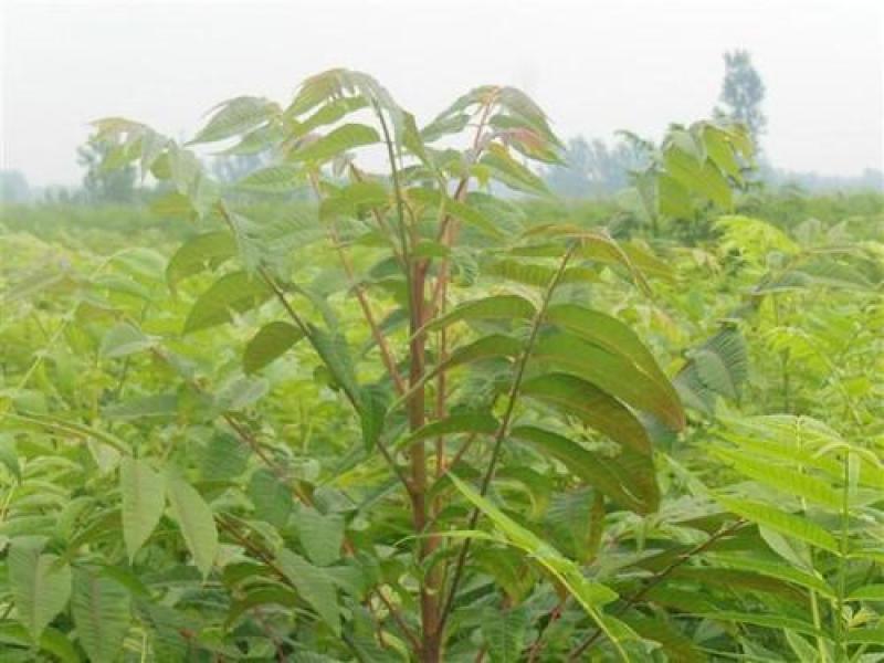 香椿种子红油香椿种子香椿树种子香椿芽苗菜种子去边净子