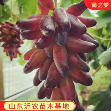 葡之梦葡萄苗葡之梦葡萄树苗拒绝假苗合同发货
