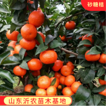 砂糖橘苗沙糖桔苗嫁接桔子苗品种纯正