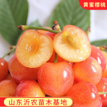 黄蜜樱桃苗嫁接樱桃树苗品种纯正基地现挖现发