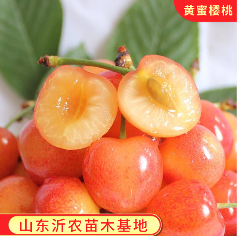 黄蜜樱桃苗嫁接樱桃树苗品种纯正基地现挖现发