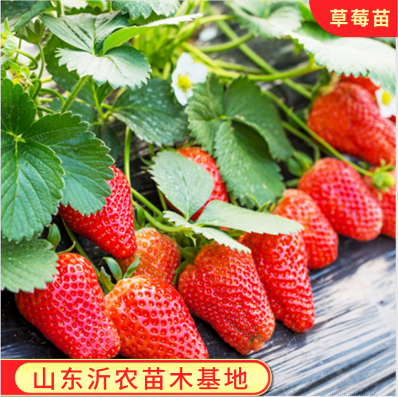 奶油红颜草莓苗日本白草莓苗正宗品质超甜