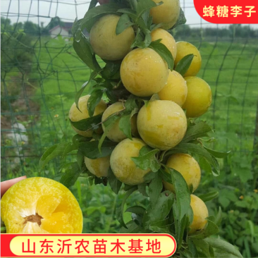 蜂糖李子苗嫁接李子树苗蜂糖李品种纯正