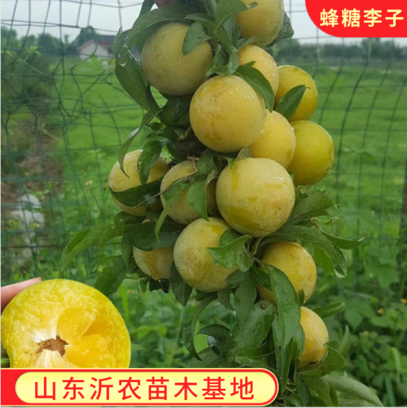 蜂糖李子苗嫁接李子树苗蜂糖李品种纯正