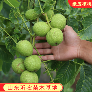 正宗8518纸皮核桃苗嫁接核桃树苗品种纯正