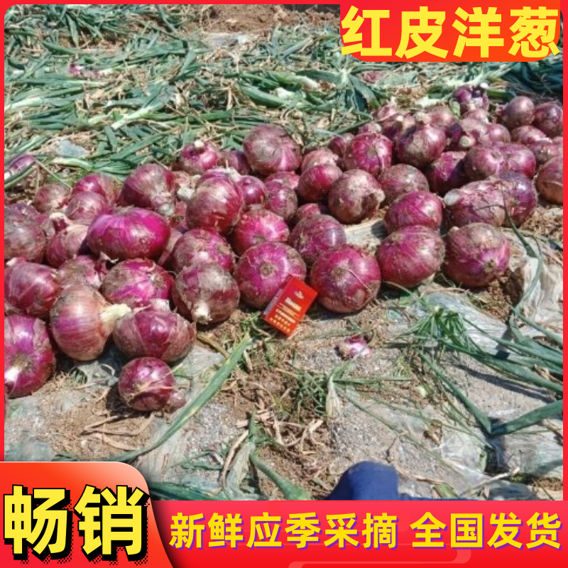 云南，建水县精品红皮洋葱，品质保障产地直销，量大从优