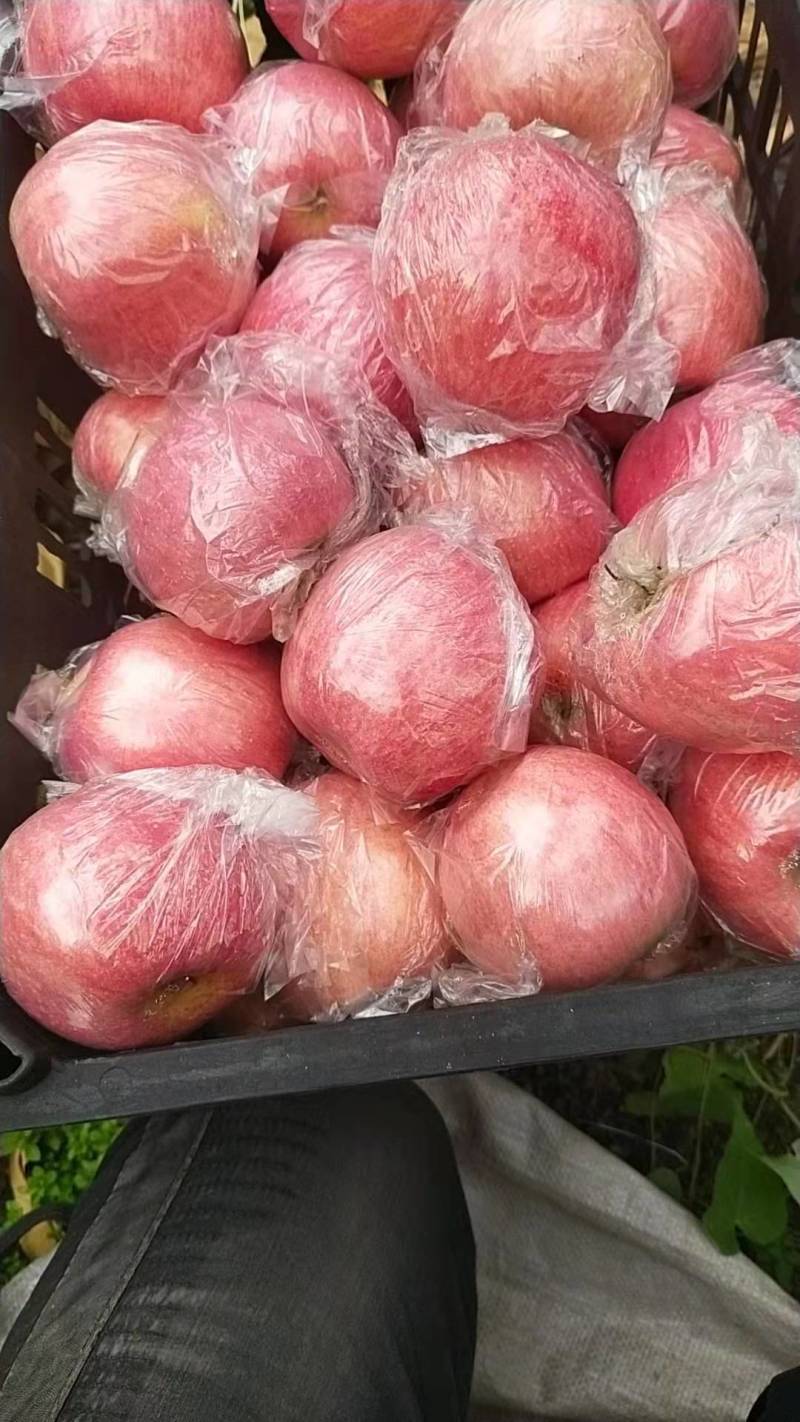 黄土高坡鲁丽苹果果味香甜口感好品质好欢迎进店